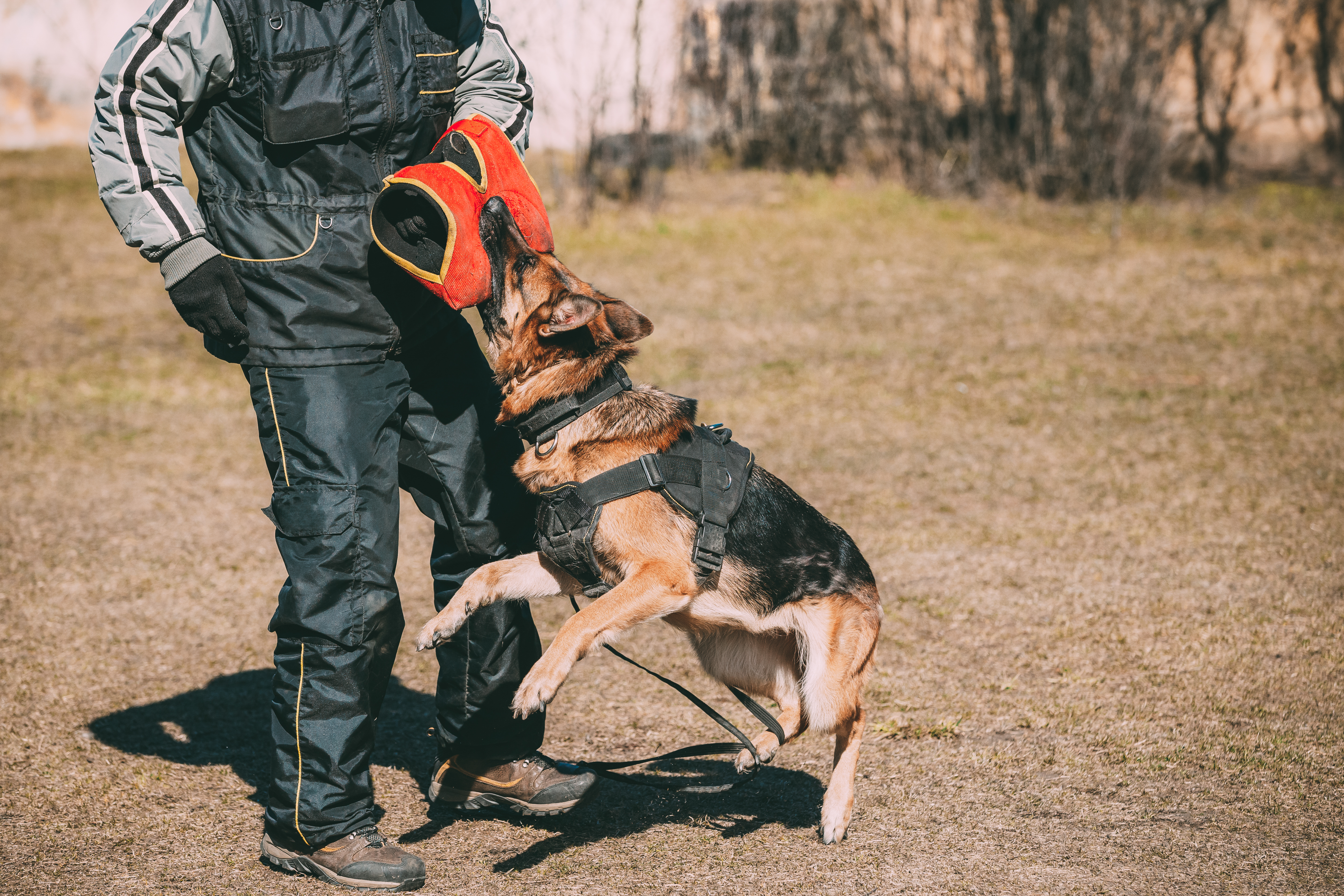 Protection and sport dog training